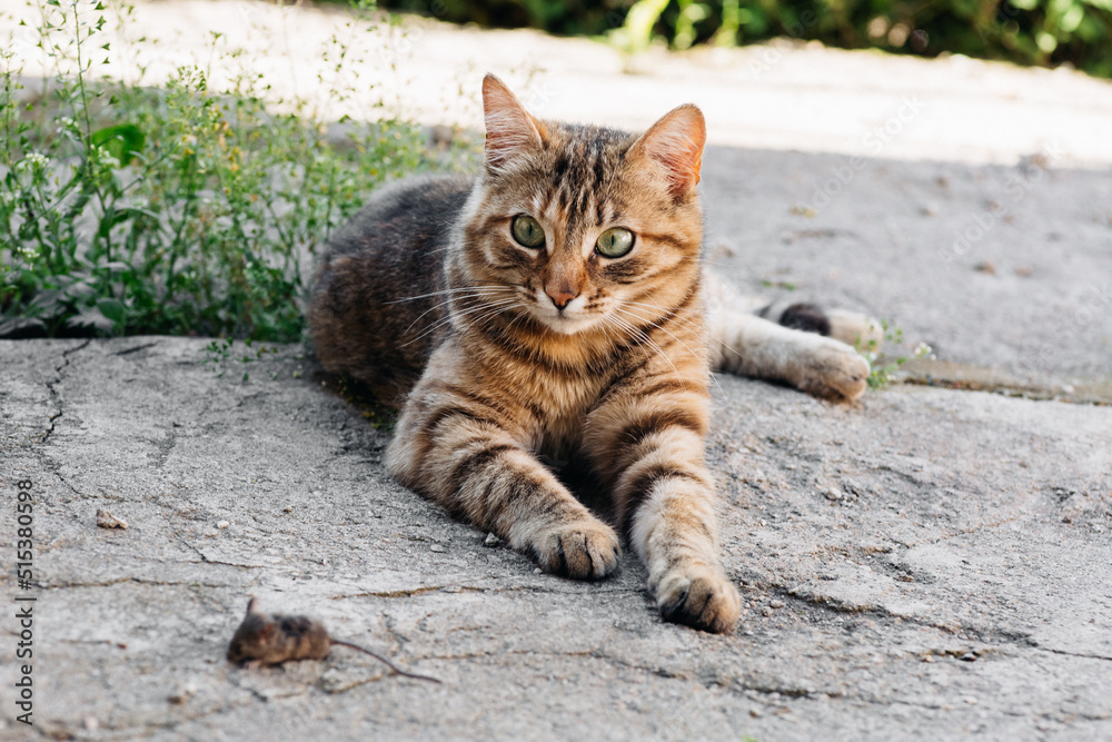 fluffy domestic cat playing in the garden fluffy domestic cat playing in the garden