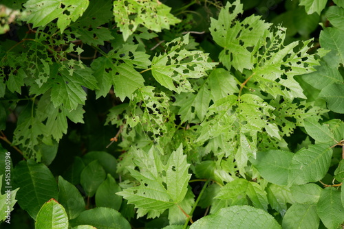 Leaves of a viburnum shrub eaten by a worm. Violation of the ecological balance.Causes of diseases of trees in agriculture,destruction of parasites,pest control in the garden