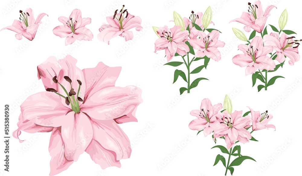 Vector flower set. Royal pink lilies, branches with flowers and leaves, buds. Flowers on a white background.