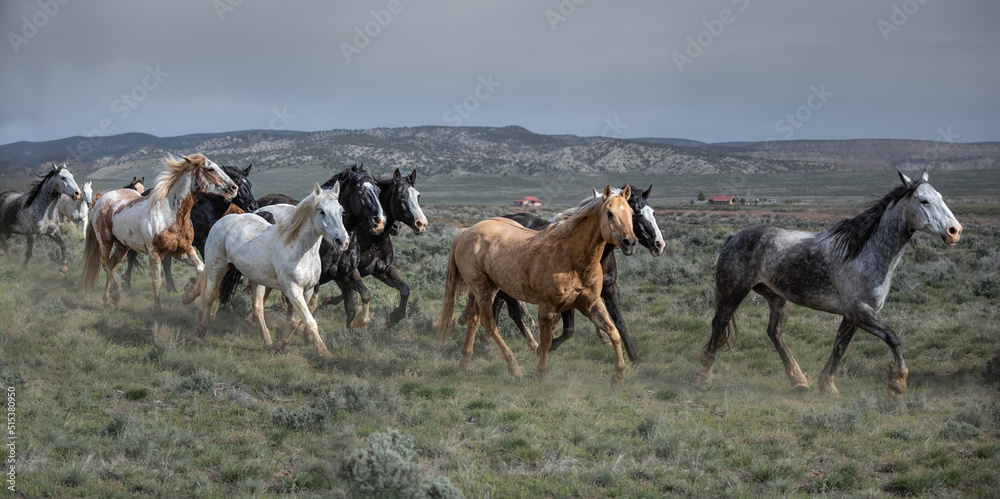 Great American Horse Drive Colorado. Ranch horses being herded to summer pasture.