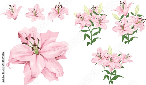 Vector flower set. Royal pink lilies, branches with flowers and leaves, buds. Flowers on a white background.