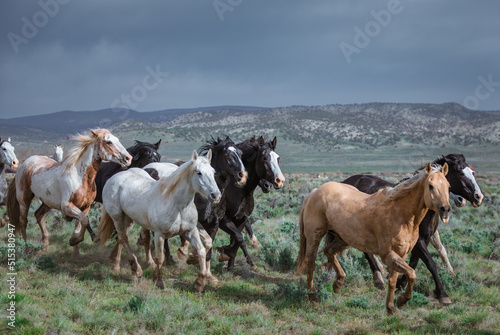 Great American Horse Drive Colorado. Ranch horses being herded to summer pasture.