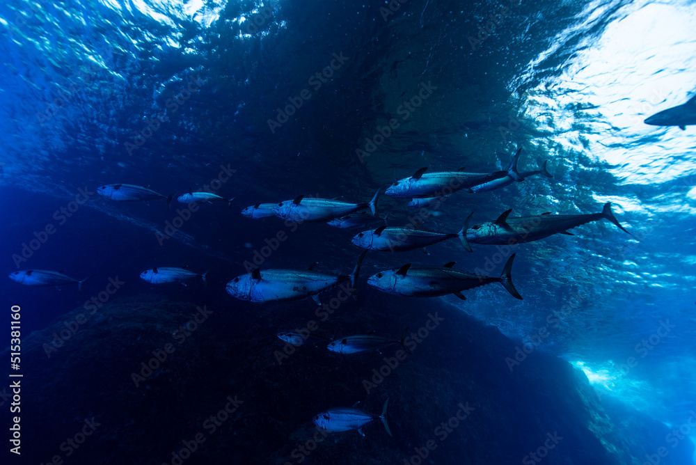 Fototapeta premium BLUE WATER