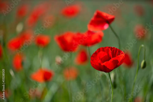 Papaver rhoeas or common poppy, corn poppy, corn rose or red poppy is an annual herbaceous species of flowering plant in the poppy family, Papaveraceae, with red petals. Red Flowers on a meadow.