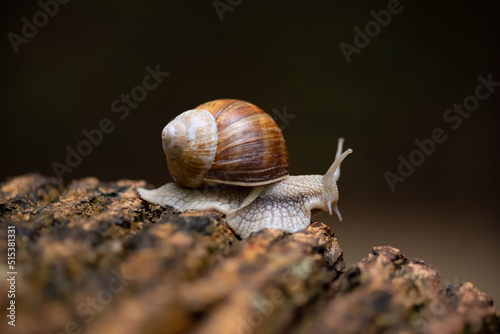 Helix pomatia or Roman snail, Burgundy snail, edible snail or escargot, is a species of large, edible, air-breathing land snail, a pulmonate gastropod terrestrial mollusc, close up in a forest photo