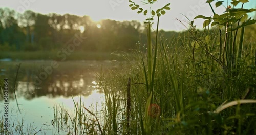 beautiful lake in countryside in early summer morning, sun is reflecting in pond, 4K, Prores