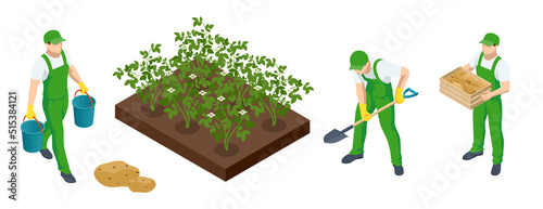 Isometric Agricultural cultivation of organic potatoeson the farm or in the field. Farmers grow organic potatoes vegetables and harvest. Fresh young potatoes.