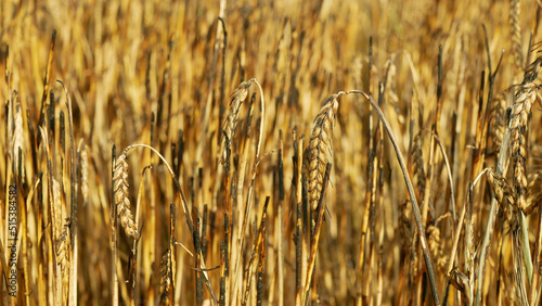 Fields ears burnt fire flame barley after blaze heat, wild drought dry black earth ground catastrophic pity damage Hordeum vulgare vegetation cereals stand green natural disaster down, global change