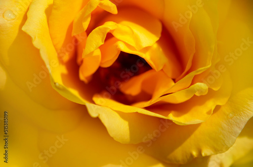 Yellow rose flower as close up
