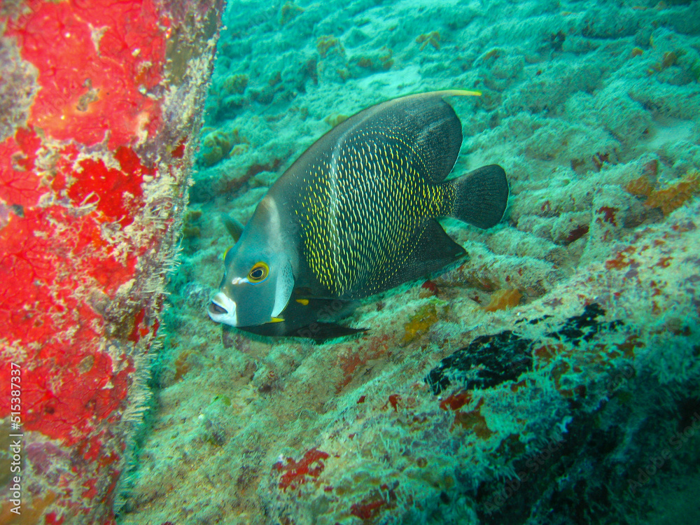 Obraz premium Kaiserfisch