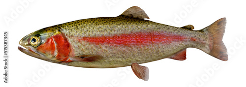 3D Rendering Rainbow Trout on White