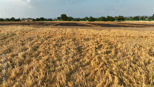 Barley fields fire burnt after blaze drone aerial wild drought dry flame black earth ground catastrophic pity damage Hordeum vulgare vegetation cereals stand green natural disaster down