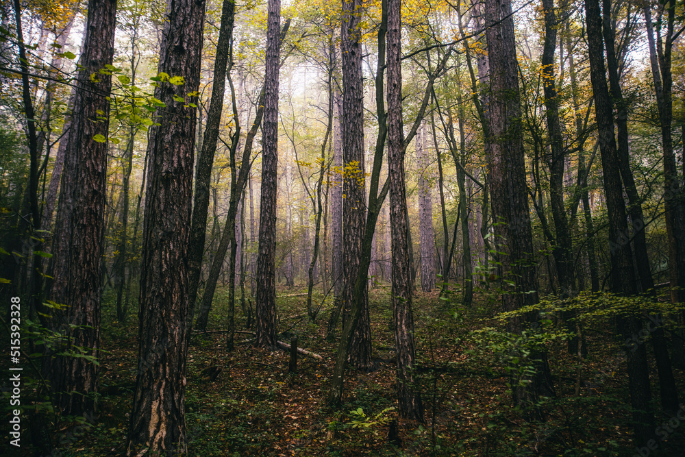 misty autumn forest in the morning misty autumn forest in the morning