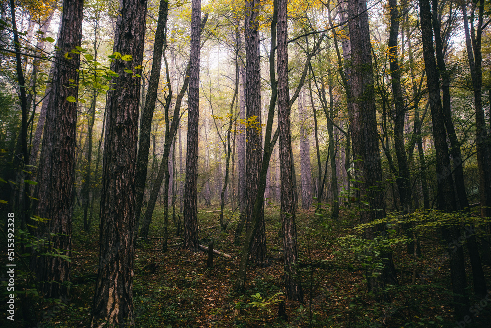 misty autumn forest in the morning 