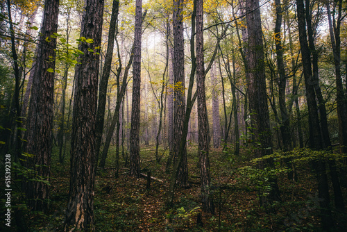 misty autumn forest in the morning 