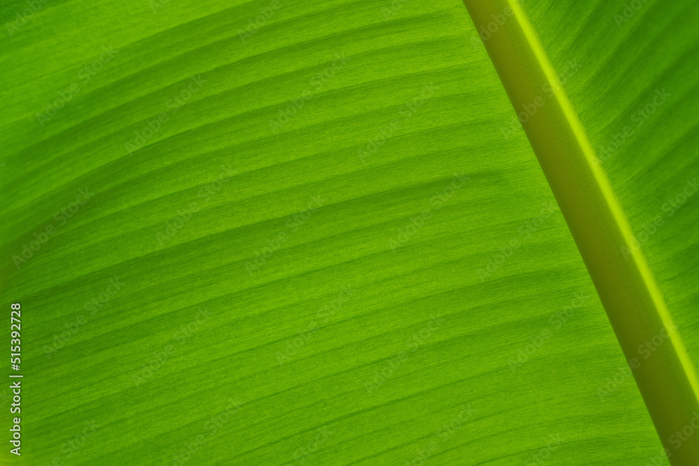 Banana leaf, green leave, abstract background
Banana leaf, green leave, abstract background