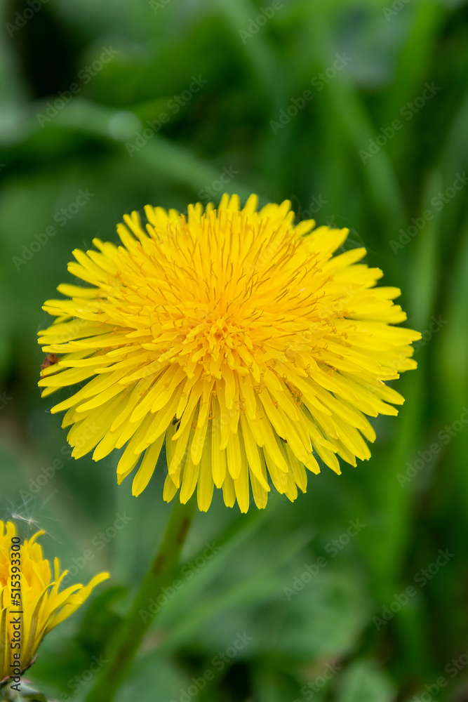 the flower of a simple yellow dandelion the flower of a simple yellow dandelion