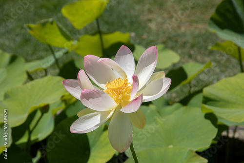 lotus flower