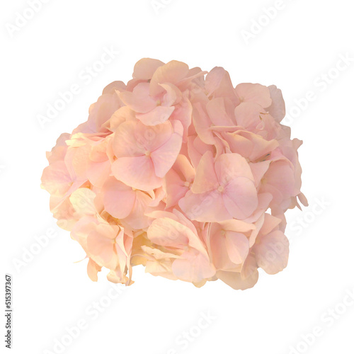 Macro photo white Hydrangea. Front view on white isolated background