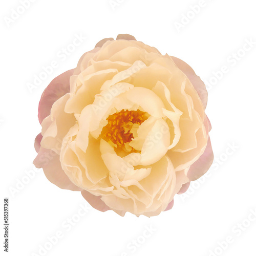 Macro photo white and yellow tree peony on white isolated background.