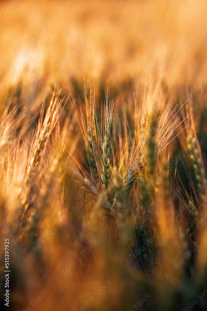 Wheat in the rays of dawn. Ears of wheat ripen in the field. Wheat field, agriculture, agricultural background. Ecological clean food, food safety. Green wheat fields Wheat in the rays of dawn. Ears of wheat ripen in the field. Wheat field, agriculture, agricultural background. Ecological clean food, food safety. Green wheat fields