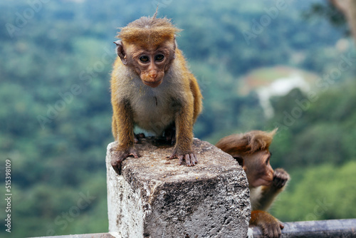 Macaque sitting on the rock waiting for someone to feed him