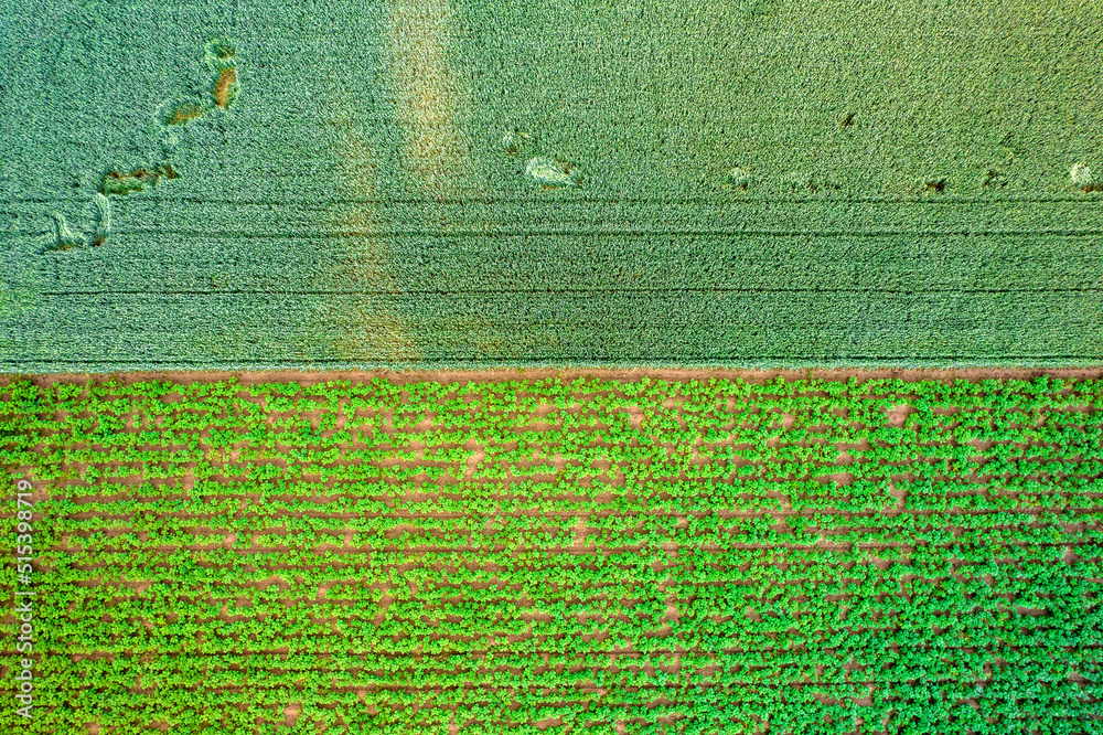 Kolorowe pola uprawne widziane z góry, rolniczy krajobraz polskiej wsi. 


 - obrazy, fototapety, plakaty 
