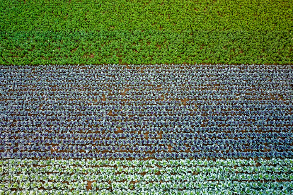 Kolorowe pola uprawne widziane z góry, rolniczy krajobraz polskiej wsi. 


 - obrazy, fototapety, plakaty 