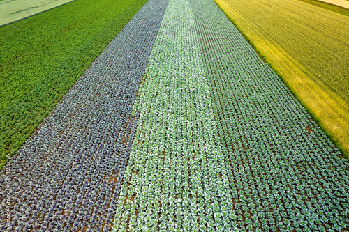 Kolorowe pola uprawne widziane z góry, rolniczy krajobraz polskiej wsi.