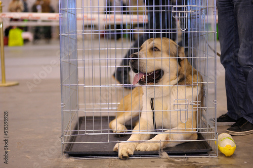 Dog of alabay breed lying in a kennel, owner legs standing near photo