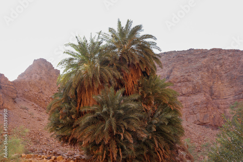 Dead Sea  Jordan - Arabic palm trees 
