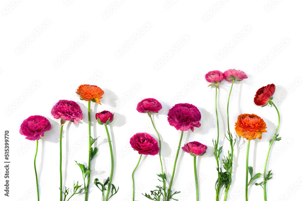 Pink, orange, red flowers buttercups on a white background with space for text. Top view, flat lay