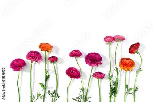 Pink  orange  red flowers buttercups on a white background with space for text. Top view  flat lay