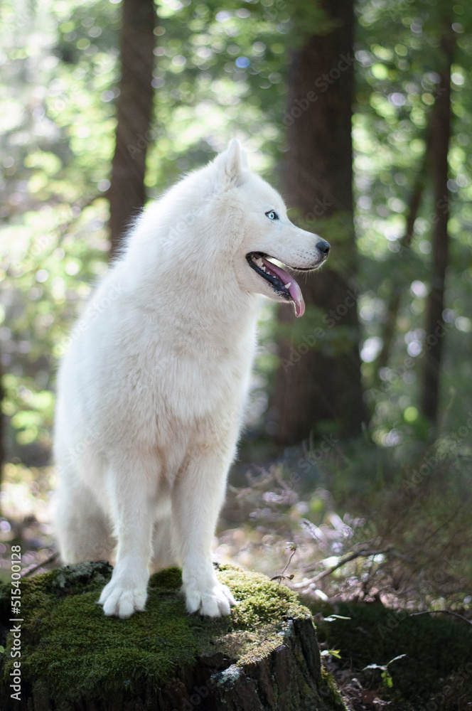 husky