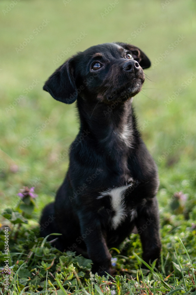 chien chien