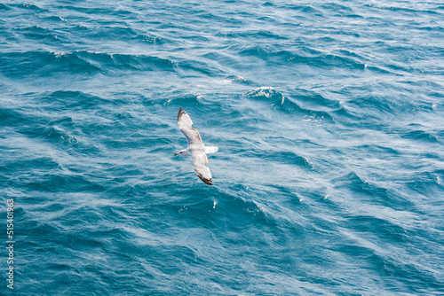 A seagull flies over the azure sea. Clear turquoise sea. © Dmitry Presnyakov