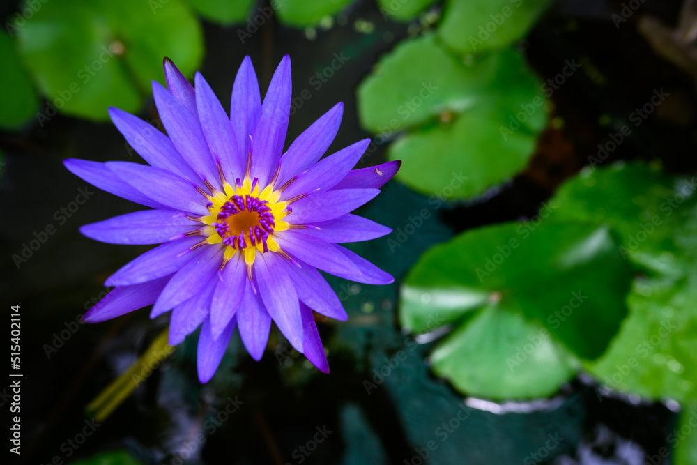 The purple or violet lotus and yellow pollen The purple or violet lotus and yellow pollen