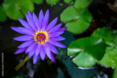 The purple or violet lotus and yellow pollen