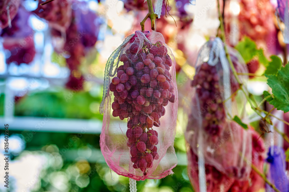 a bunch of grapes in a pest net