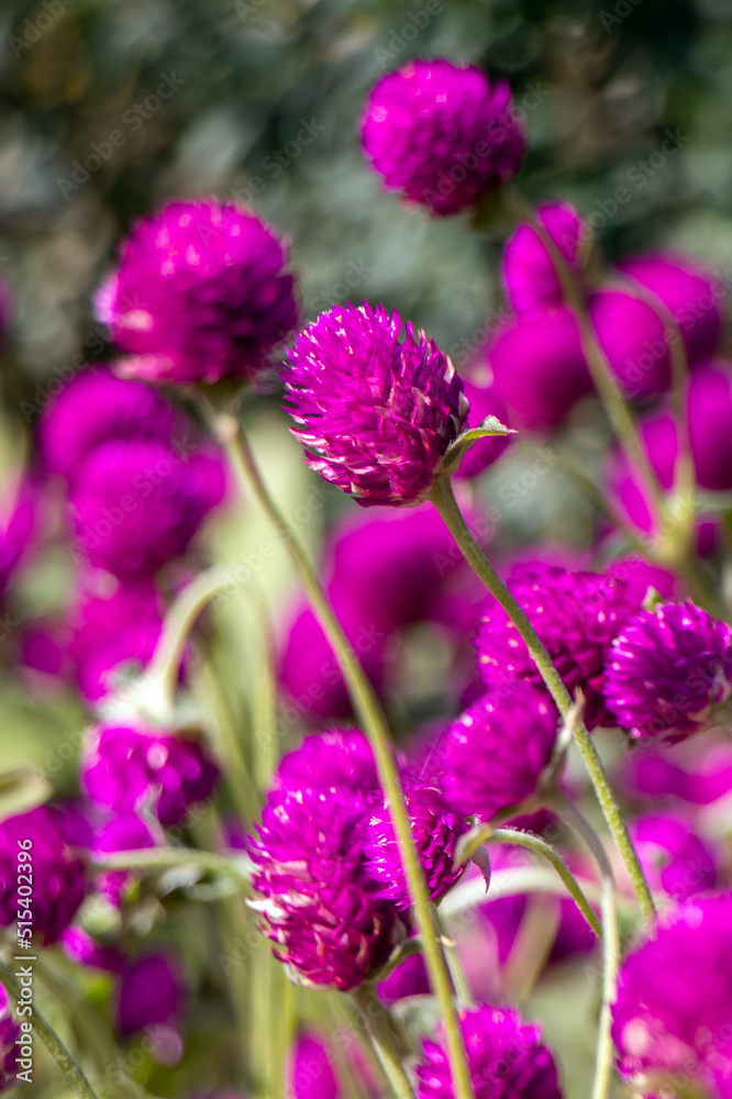 Pink flowers of gomphrena globosa Pink flowers of gomphrena globosa