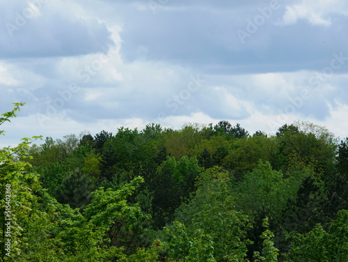 Deciduous trees  conifers and various bushes in spring on a slope of a hill  the clouds herald the approaching bad weather. Ideal for background for own work