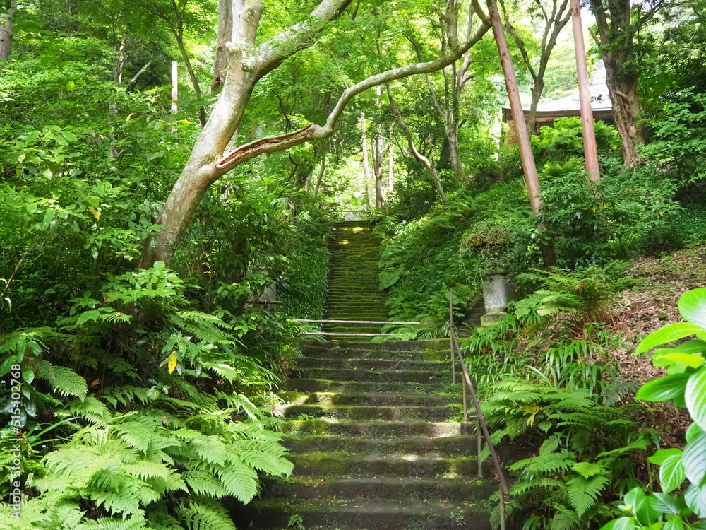 Obraz premium 苔むした美しい階段