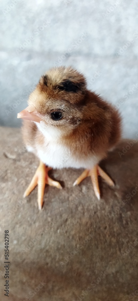 Little chicken 