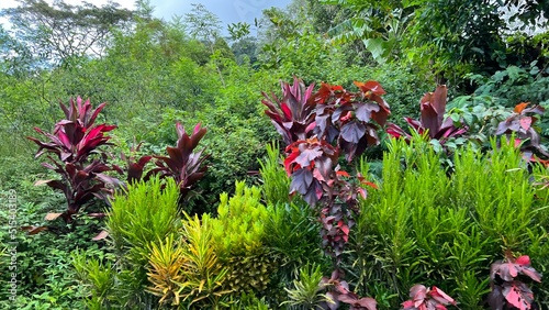 Fleurs tropicales des Comores 