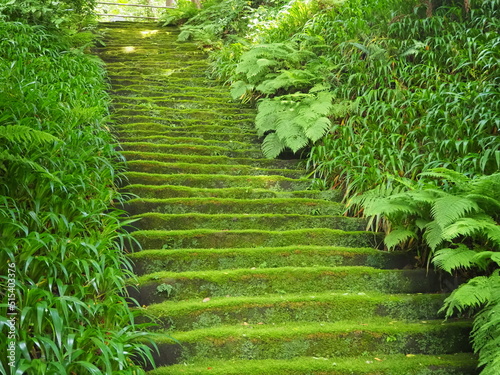 苔むした美しい階段 photo