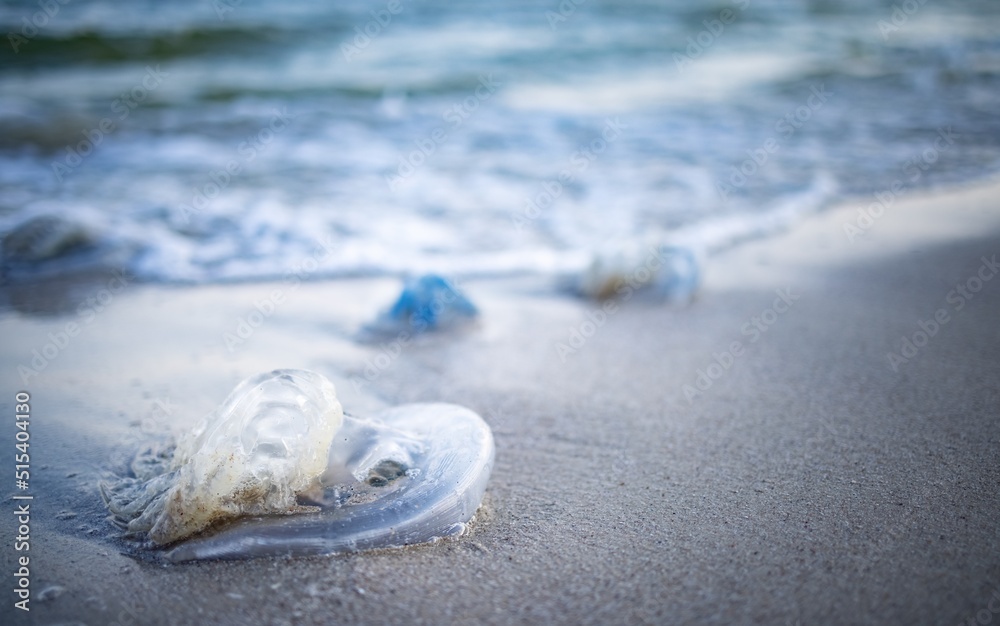 Dead jellyfish lie on a sandy shore signed by water on the Sea of Azov Dead jellyfish lie on a sandy shore signed by water on the Sea of Azov