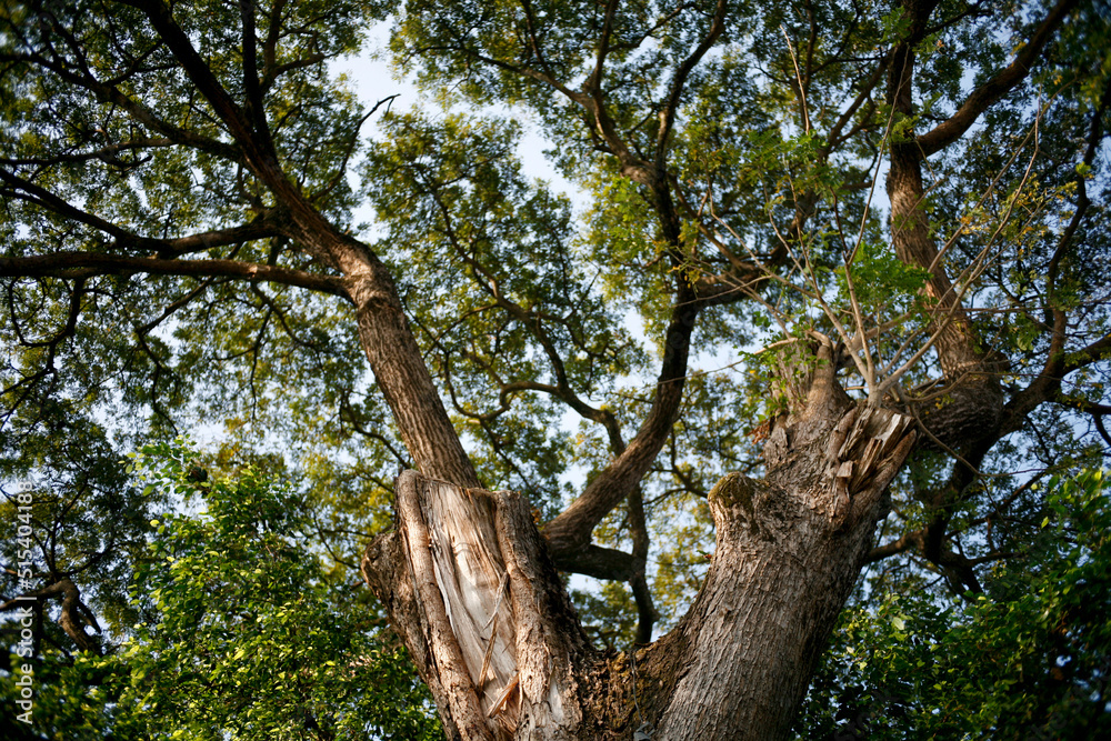 tree in the park tree in the park