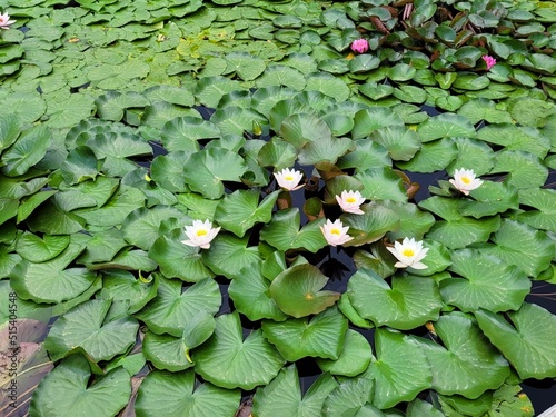 Lotus - green beautiful nature in the garden