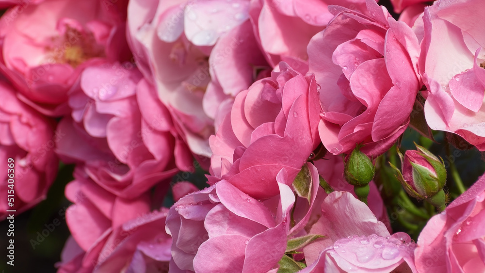 Pink roses in the garden. Floral background with rose flowers in drops after rain.