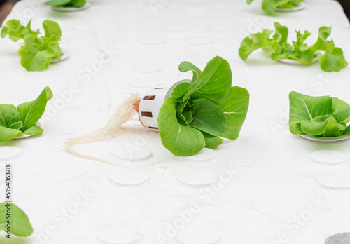 vegetable seedlings growing on Organic hydroponic vegetable cultivation farm. Grow vegetables without soil concept.